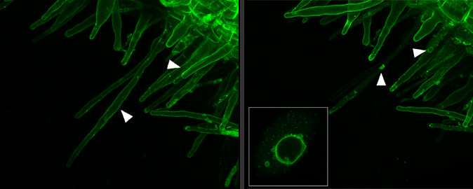 Scientists identified a new signaling component important for plant symbiosis