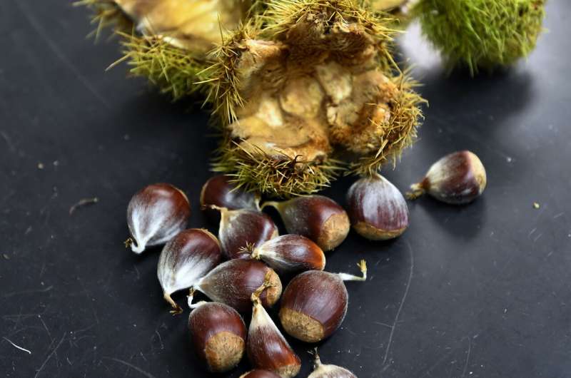 High-tech chestnuts: US to consider genetically altered tree