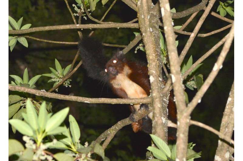 New species of flying squirrel from Southwest China added to the rarest and 'most wanted'