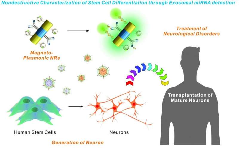 New technology could aid stem cell transplantation research