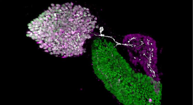 Researchers map the formation of ducts connecting digestive organs in zebrafish