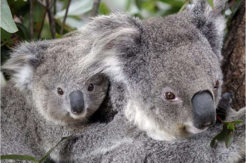 Conservationists fear hundreds of koalas died in wildfires