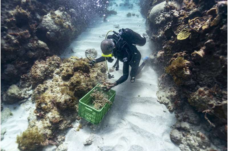 Coral gardeners bring back Jamaica's reefs, piece by piece