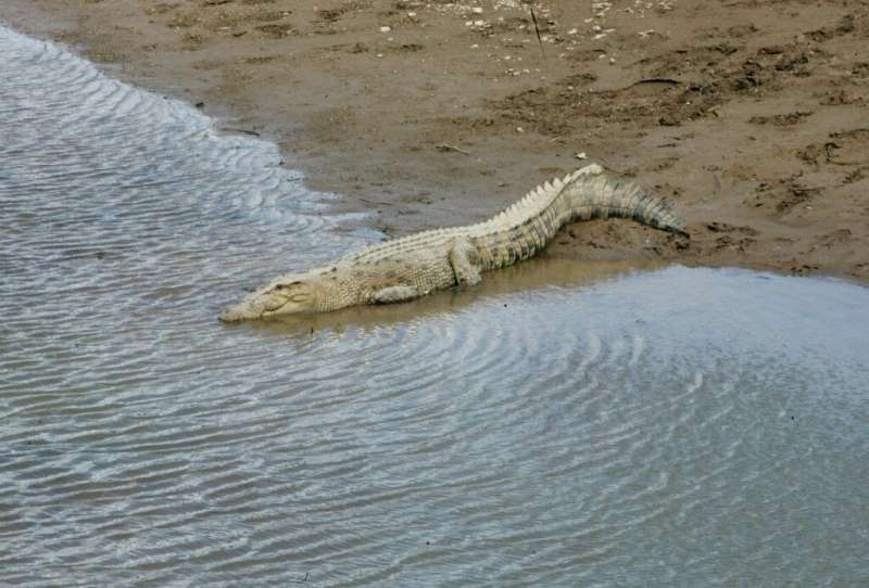 Conservation efforts have boosted Australia's crocodile population,leading to greater competition for resources—and potentially 