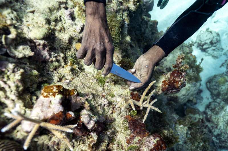 Coral gardeners bring back Jamaica's reefs, piece by piece