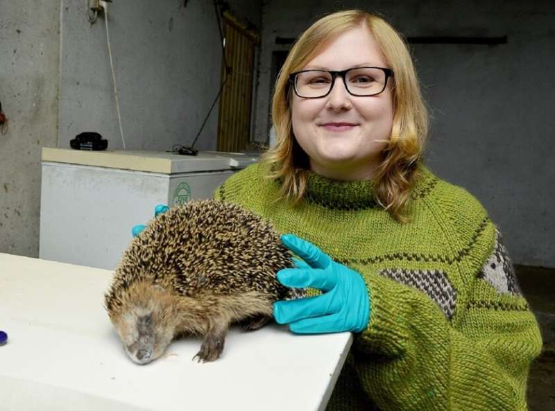 New research shows that European hedgehogs in Denmark carry a secret