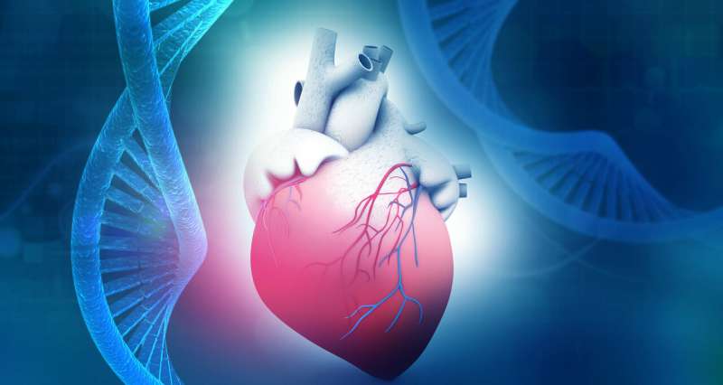 Researchers find eight new unique gene mutations in patients with hereditable heart muscle disease