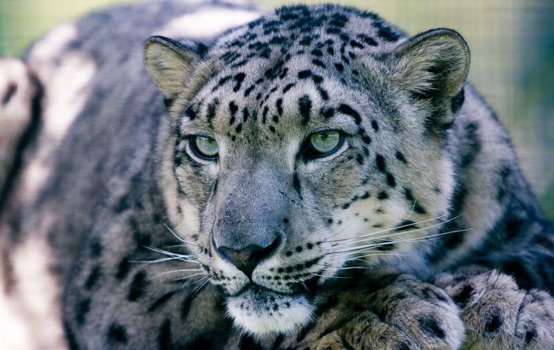 Study reveals potential new disease threats for wild snow leopards