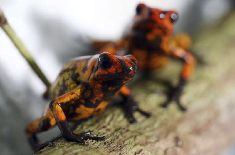 Colombian breeds rare frogs to undermine animal traffickers