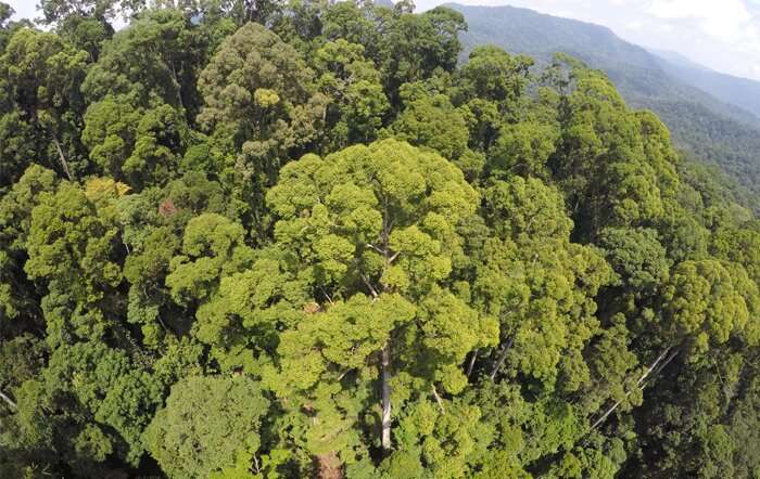 Scientists discover, climb and describe the world's tallest tropical tree