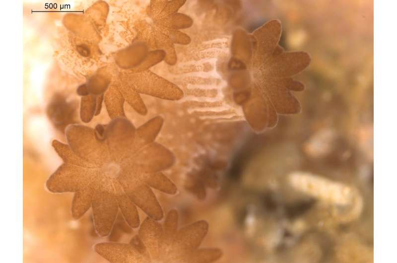 Understanding relationship break-ups to protect the reef