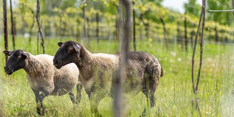 Researchers explore the benefits of an unconventional pairing – integrating sheep in a vineyard system