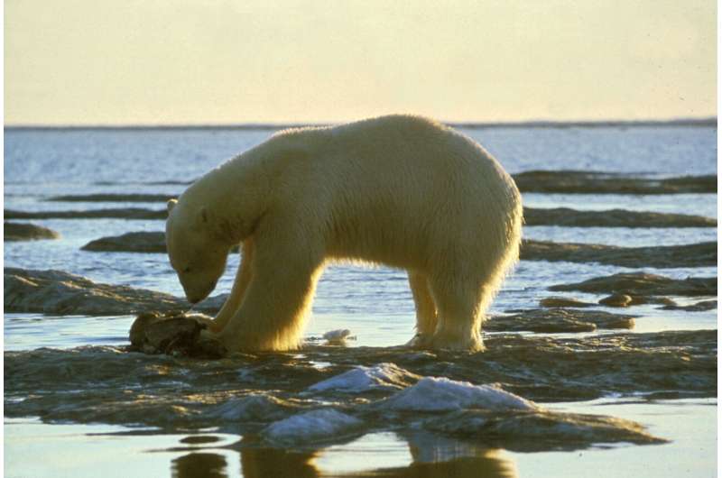 Study reveals new genomic roots of ecological adaptation in polar bear evolution
