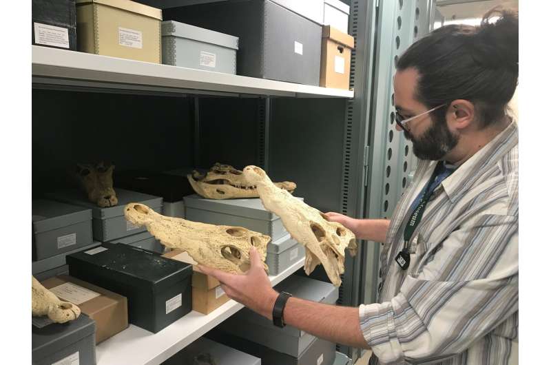 New species of crocodile discovered in museum collections
