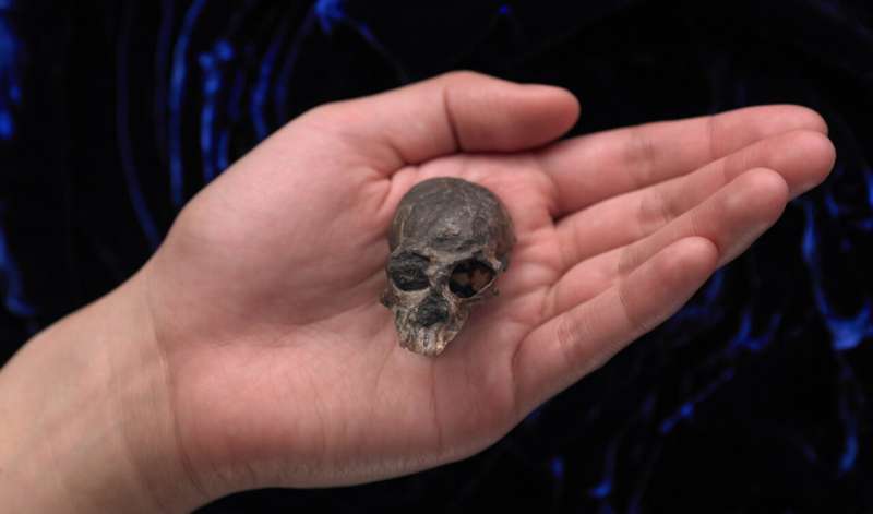 20-million-year-old skull suggests complex brain evolution in monkeys, apes