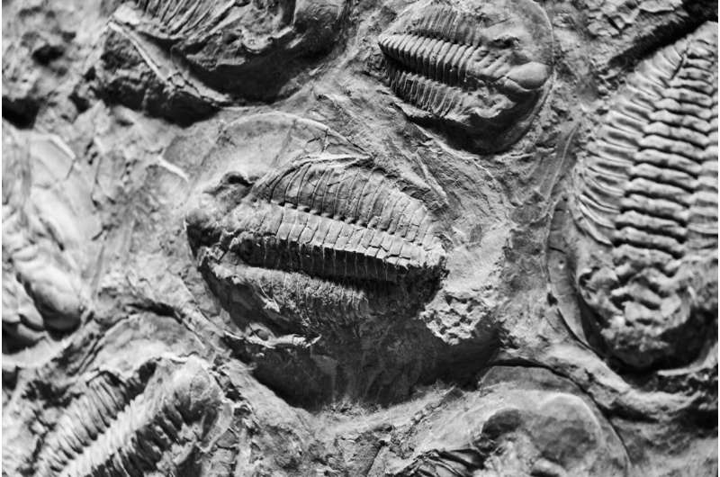310-million-year-old tree fossils to reveal new ancient animals