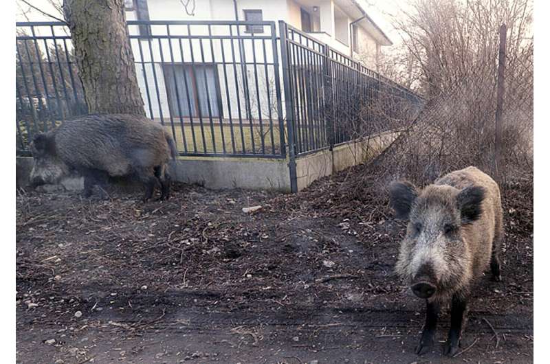 African swine fever kills more than 20 wild boar in Poland