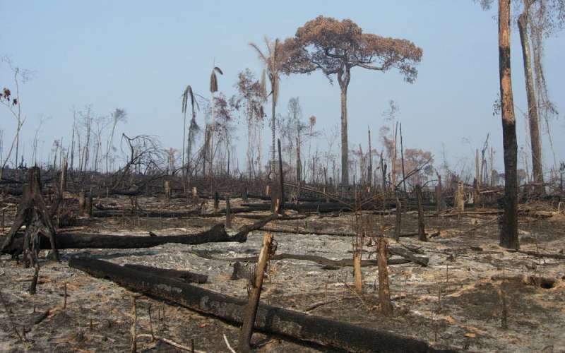 Amazon fires explained: what are they, why are they so damaging, and how can we stop them?
