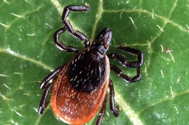 An innovative new diagnostic for Lyme disease