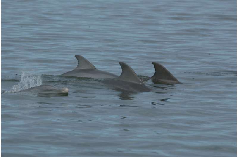 Antibiotic resistance surges in dolphins, mirroring humans