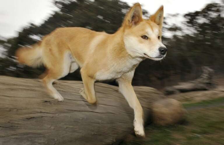Authorities have warned visitors in the past that dingoes are wild animals and need to be treated with caution
