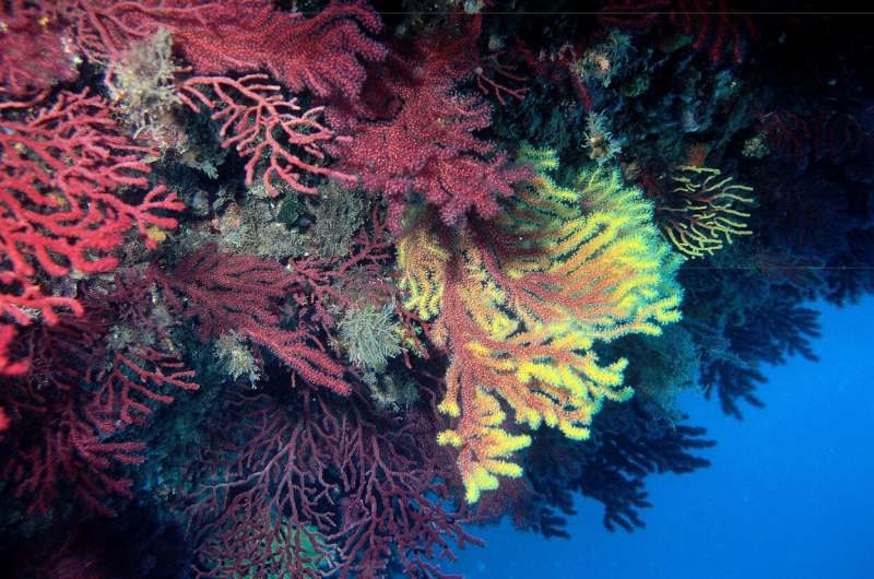 Biodiversity loss in the oceans can be reversed through habitat restoration