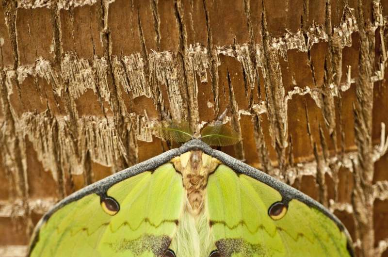 Butterflies and plants evolved in sync, but moth 'ears' predated bats
