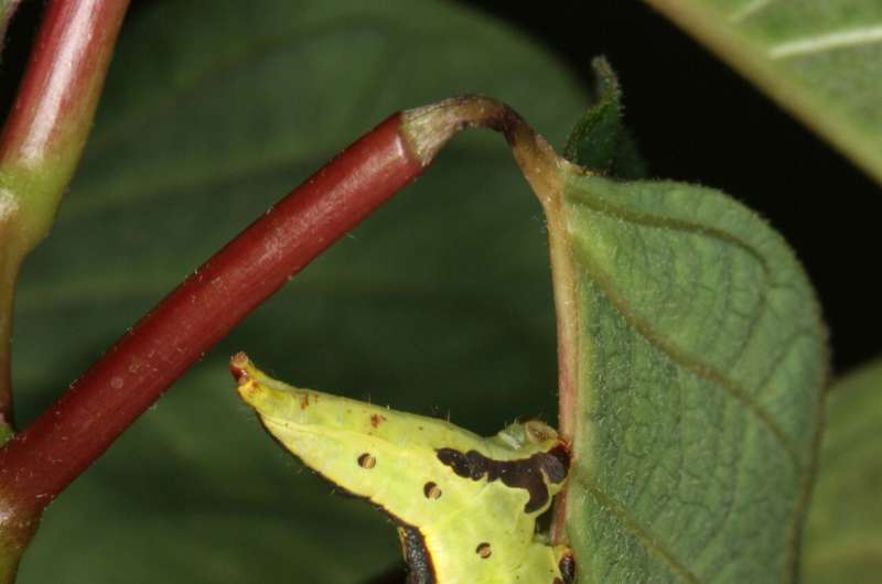 Caterpillars turn anti-predator defense against sticky toxic plants