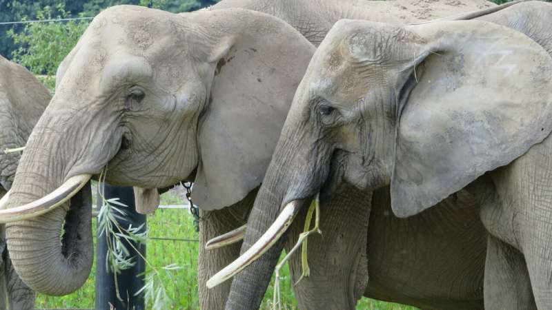 Change of teeth causes yo-yo effect in elephants’ weight