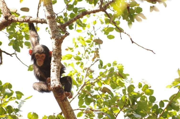 Chimpanzees are being killed by poachers – researchers like us are on the frontline protecting them