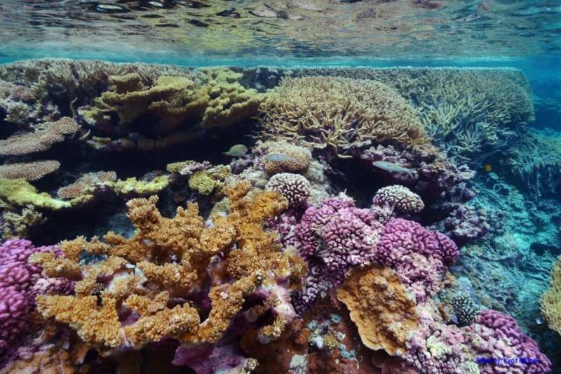 Coral bleaching is caused by more than just heat