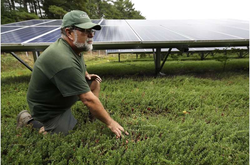Cranberry farmers want to build solar panels over their bogs