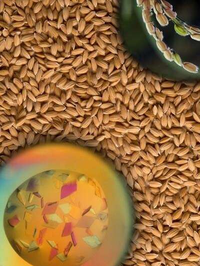 Discovery could pave the way for disease-resistant rice crops