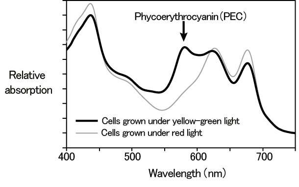 Discovery of the photosensor for yellow-green light-driven photosynthesis in cyanobacteria