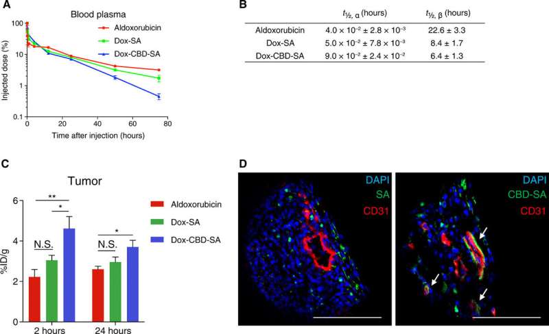 Engineering collagen-binding serum albumin (CBD-SA) as a drug conjugate carrier for cancer therapy