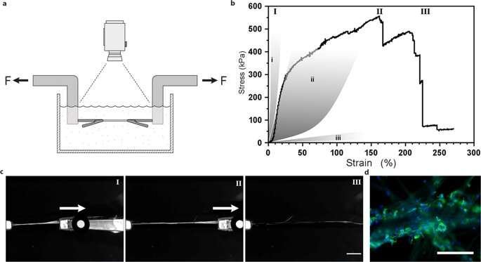 Engineering ECM-like Fibers with Bioactive Silk for 3D Cell Culture