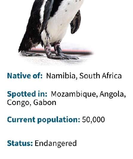 Fact file on the African penguin