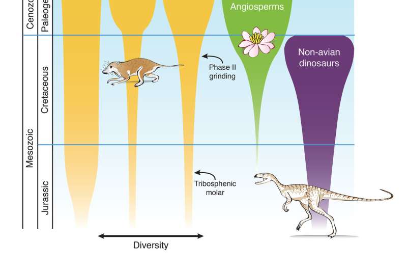 Flowering plants, new teeth and no dinosaurs: New study sheds light on the rise of mammals
