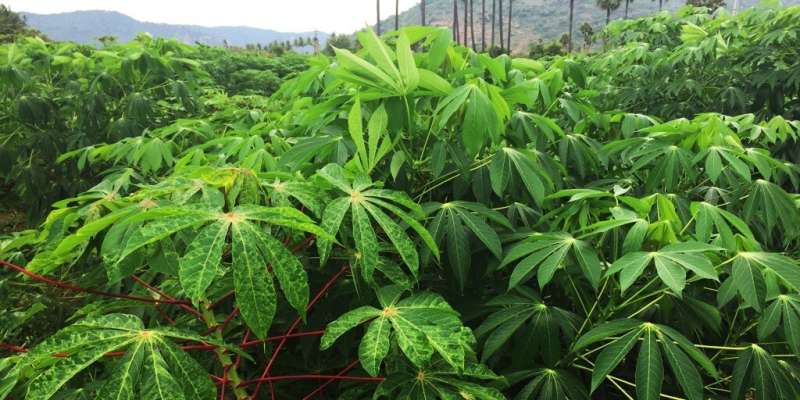Gene-editing technology to create virus-resistant cassava plant has opposite effect, researchers find