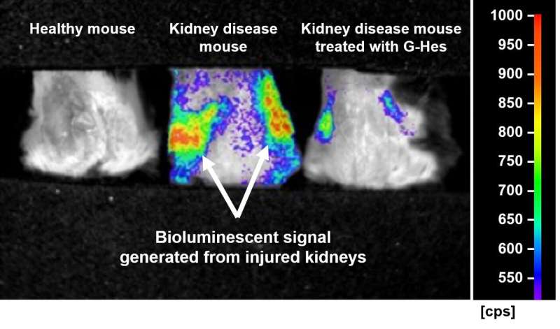 Genetically modified mice can show which functional foods can heal kidney disease