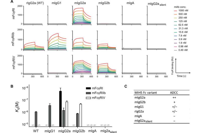 Genome engineering with CRISPR/HDR to diversify the functions of hybridoma-produced antibodies