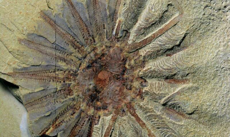 Half-a-billion-year-old fossil reveals the origins of comb jellies