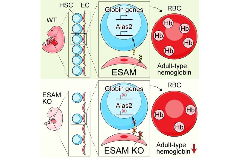 Hematopoietic stem cell marker: A key player in the ontogeny of hematopoiesis