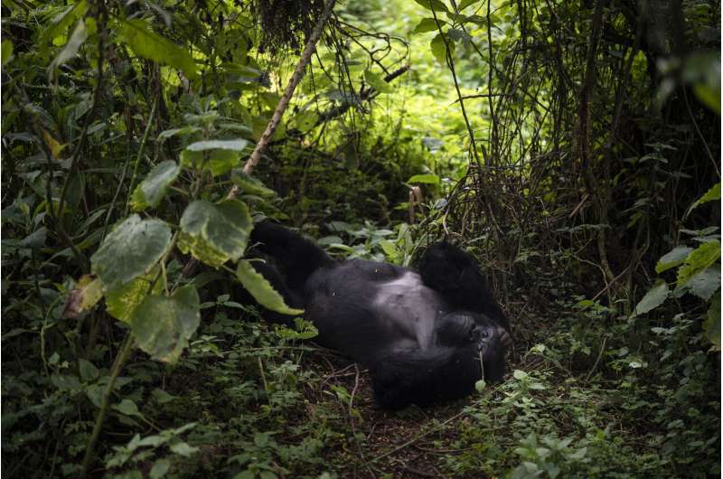 How do you save endangered gorillas? With lots of human help