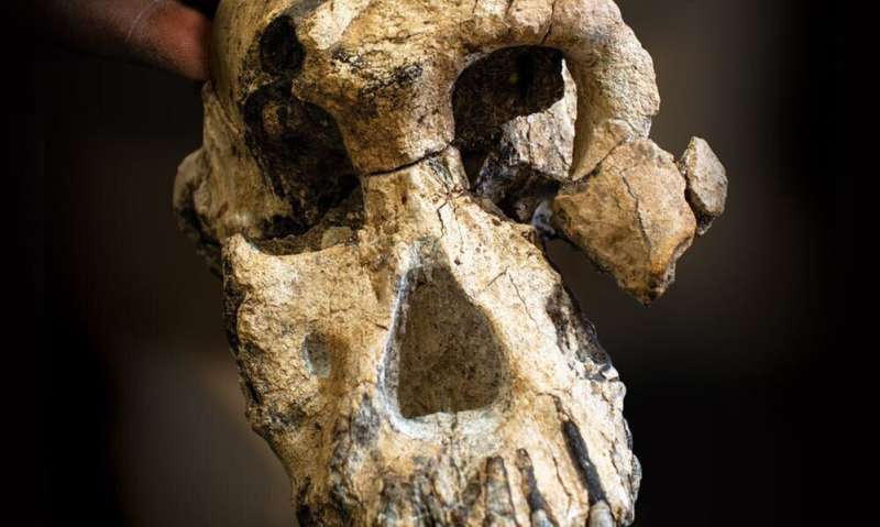 How the skull of humanity's oldest known ancestor is changing our understanding of evolution