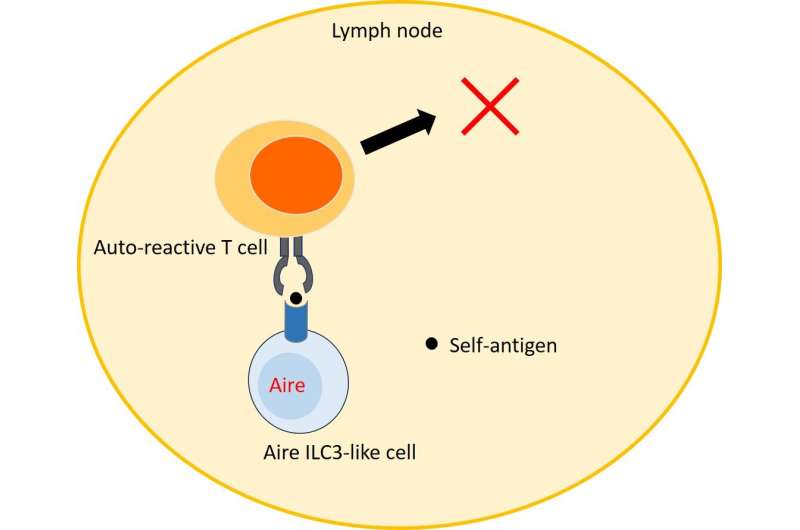 Identification of lymph node cells that may play important roles in immune tolerance