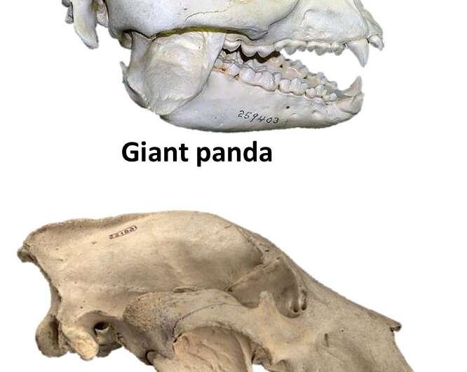 Jaws reveal Australia's ancient marsupial panda