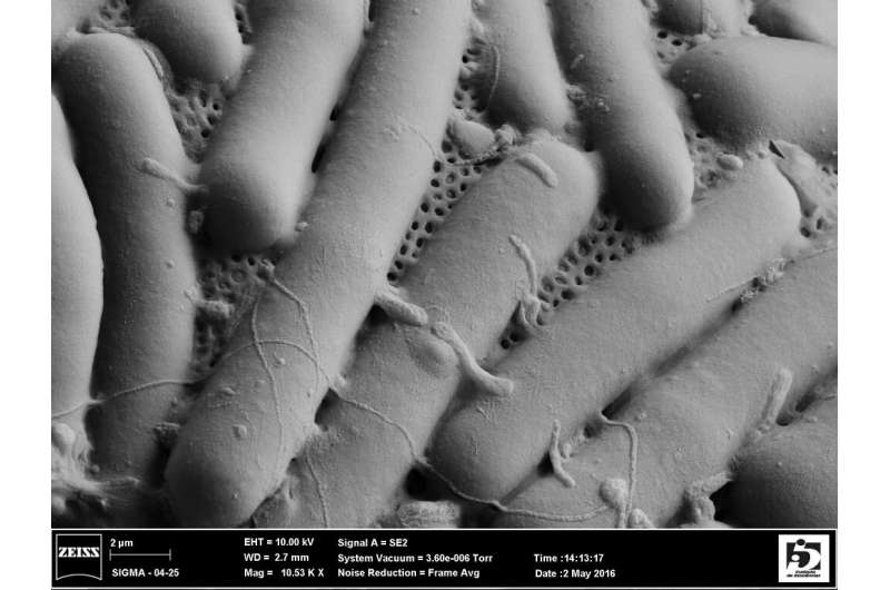 'Micro snails' scraped from sidewalk cracks help unlock details of ancient Earth's biological evolution