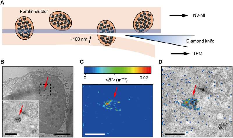 Nanoscale magnetic imaging of ferritin in a single cell
