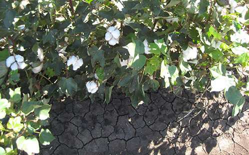 New discovery could alleviate salty soil symptoms in food crops